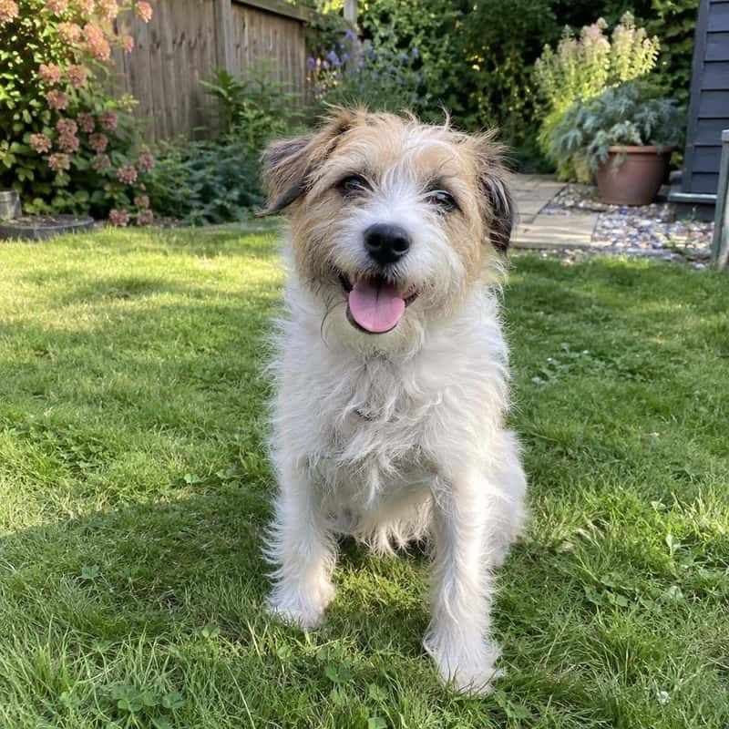A dog in a sunny garden